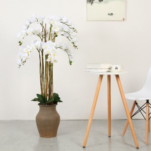 gyári közvetlen ellátás orchidea a potban